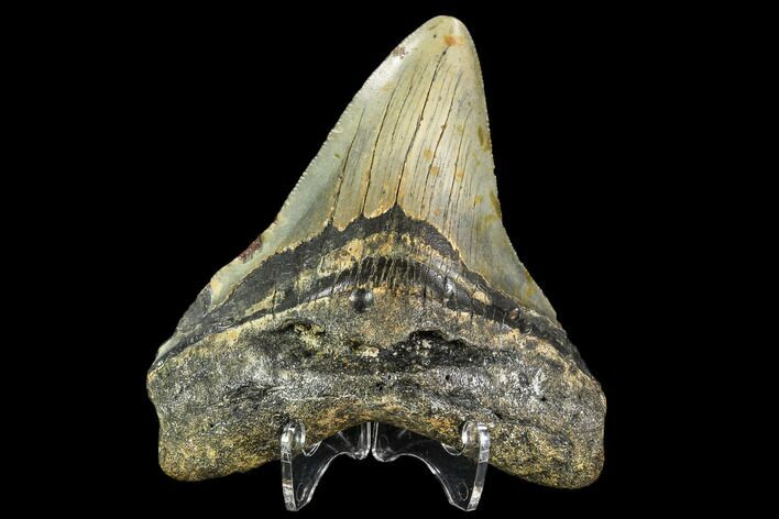 Fossil Megalodon Tooth - North Carolina #109876